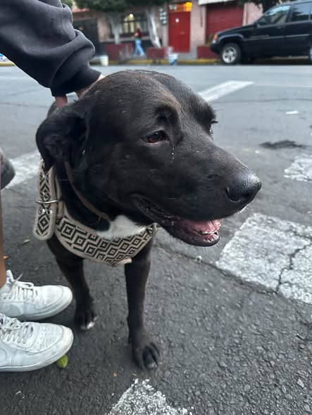 Dog sighting photo