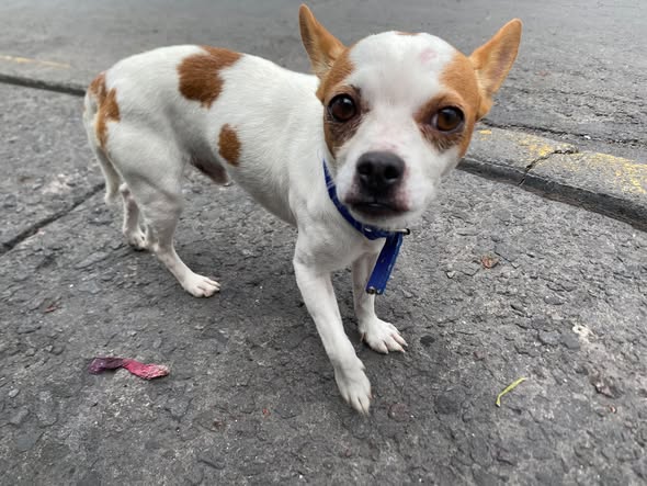 Foto del avistamiento de perro
