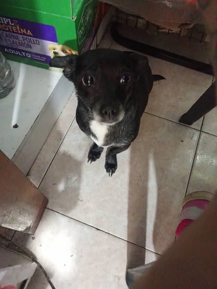 Foto del avistamiento de perro