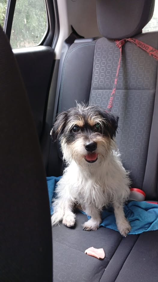 Dog sighting photo