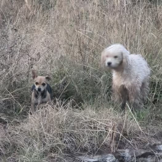 Foto del avistamiento de perro