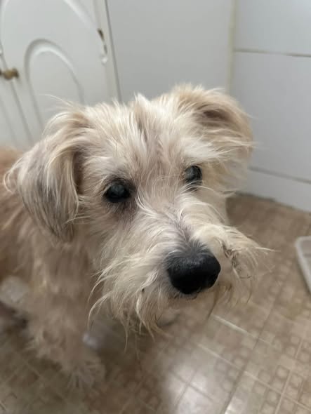 Dog sighting photo