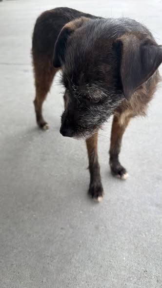 Foto del avistamiento de perro