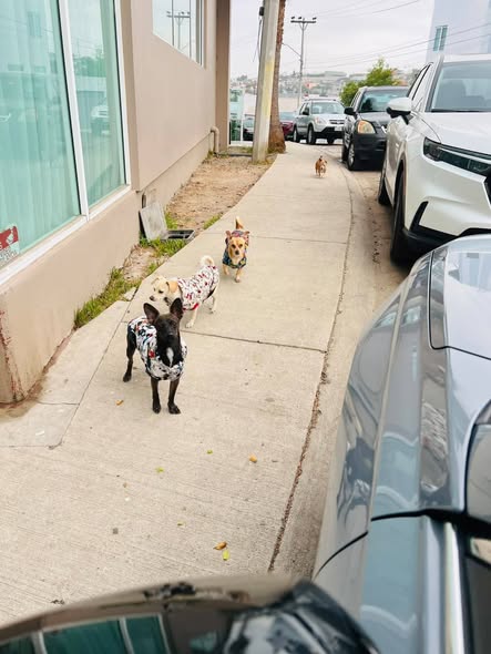 Foto del avistamiento de perro