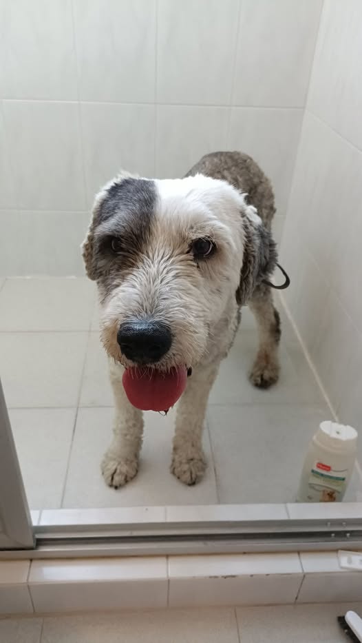 Dog sighting photo