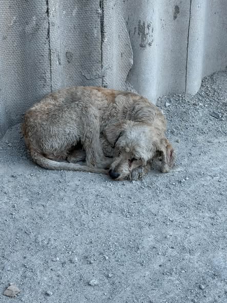 Dog sighting photo
