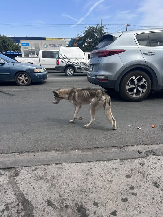 Dog sighting photo