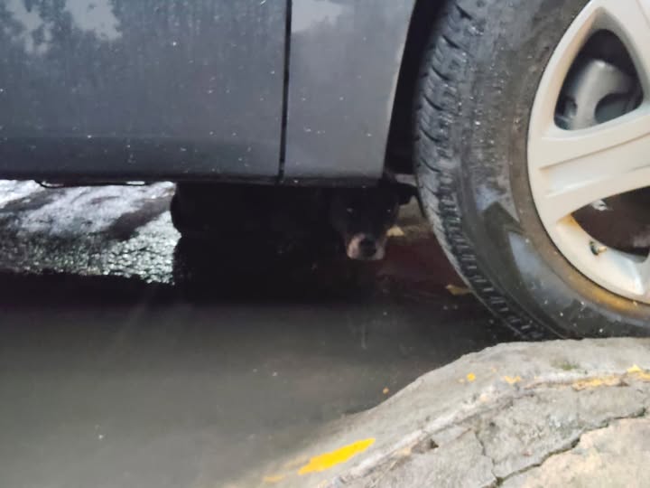 Foto del avistamiento de perro