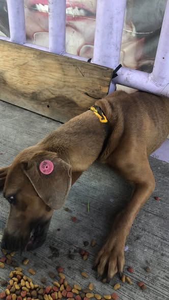 Dog sighting photo