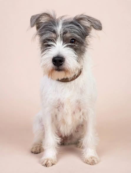 Dog sighting photo