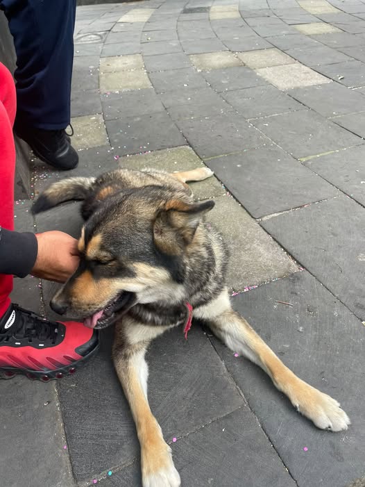 Foto del avistamiento de perro