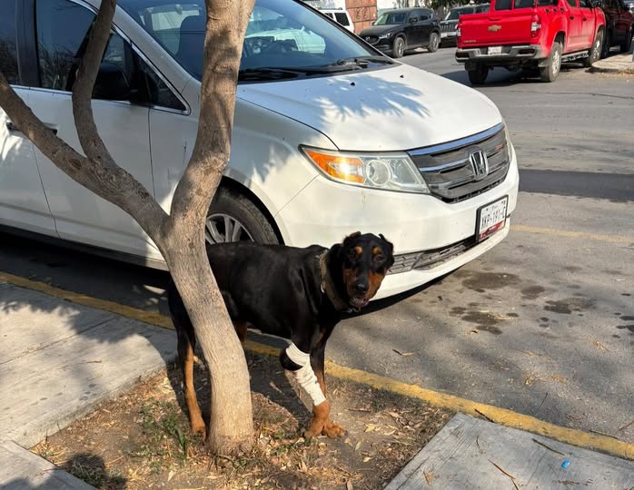 Dog sighting