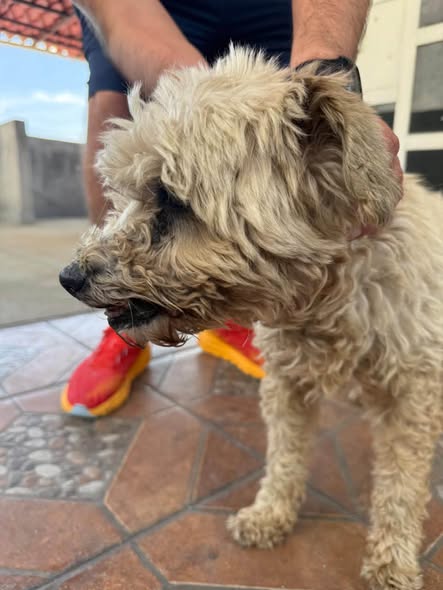 Foto del avistamiento de perro
