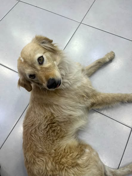 Foto del avistamiento de perro