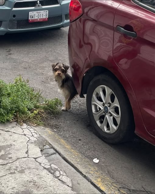 Foto del avistamiento de perro