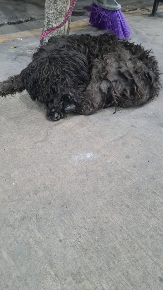 Foto del avistamiento de perro