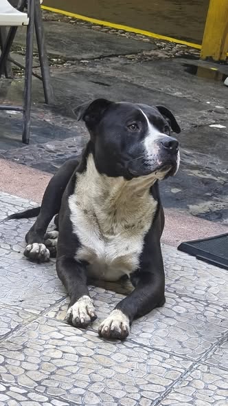 Foto del avistamiento de perro