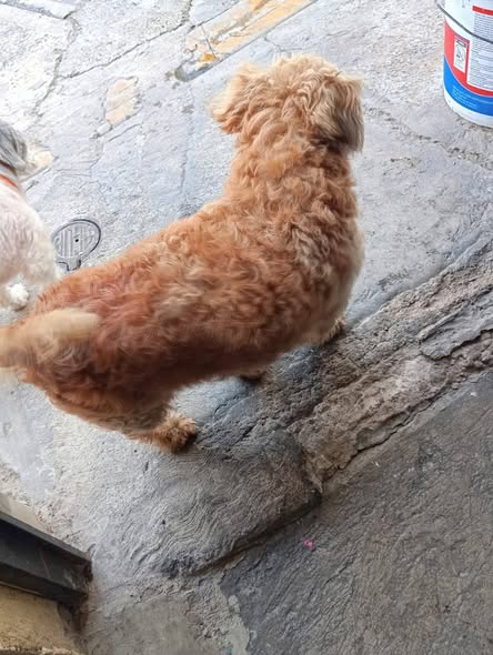 Foto del avistamiento de perro