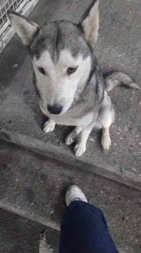 Foto del avistamiento de perro
