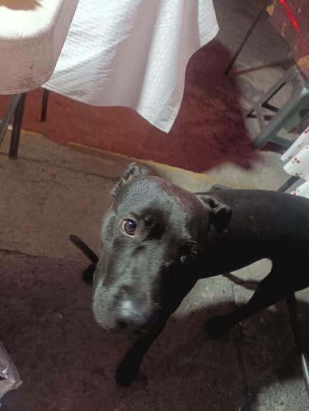 Foto del avistamiento de perro