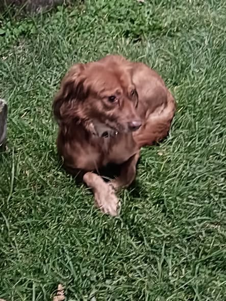 Dog sighting photo