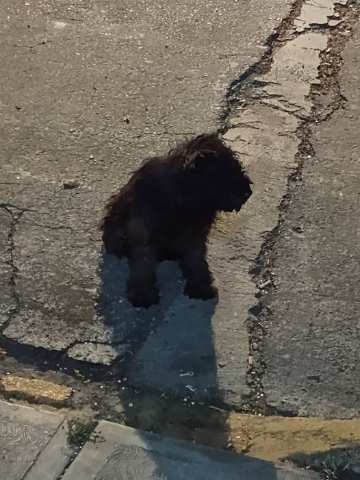 Dog sighting photo
