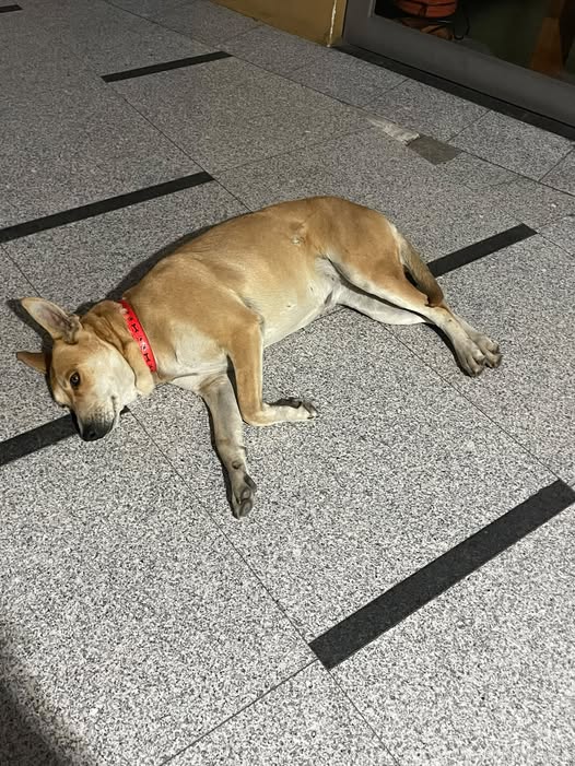 Dog sighting photo