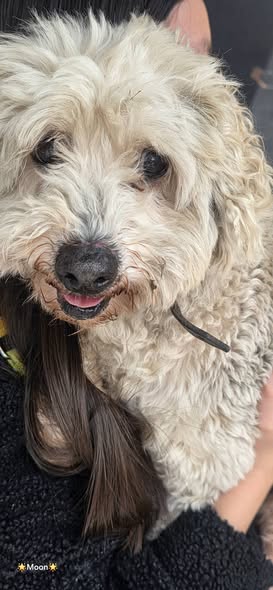 Dog sighting photo