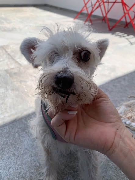 Foto del avistamiento de perro