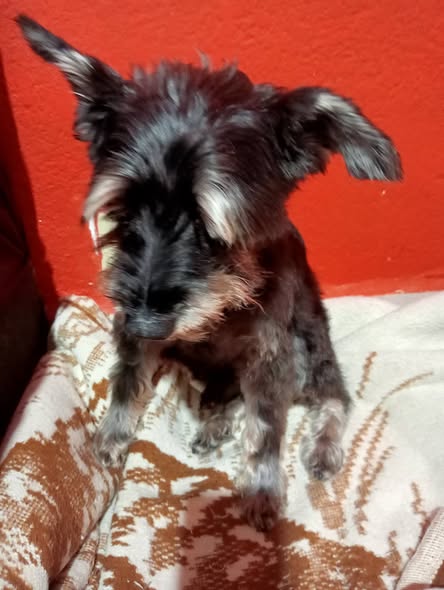 Dog sighting photo