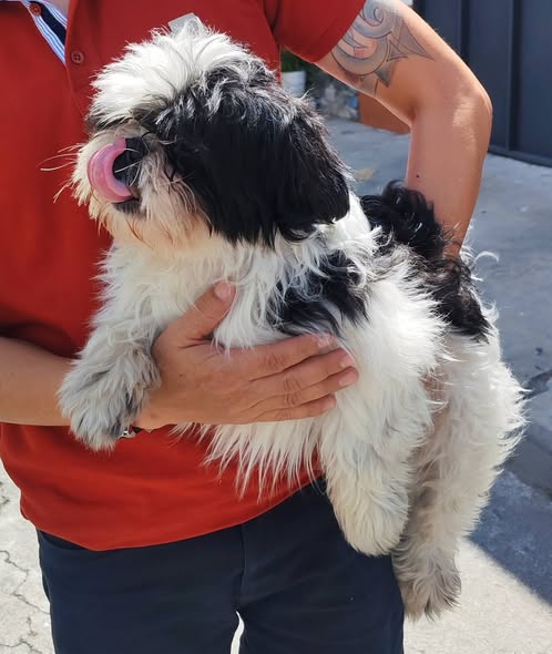 Foto del avistamiento de perro