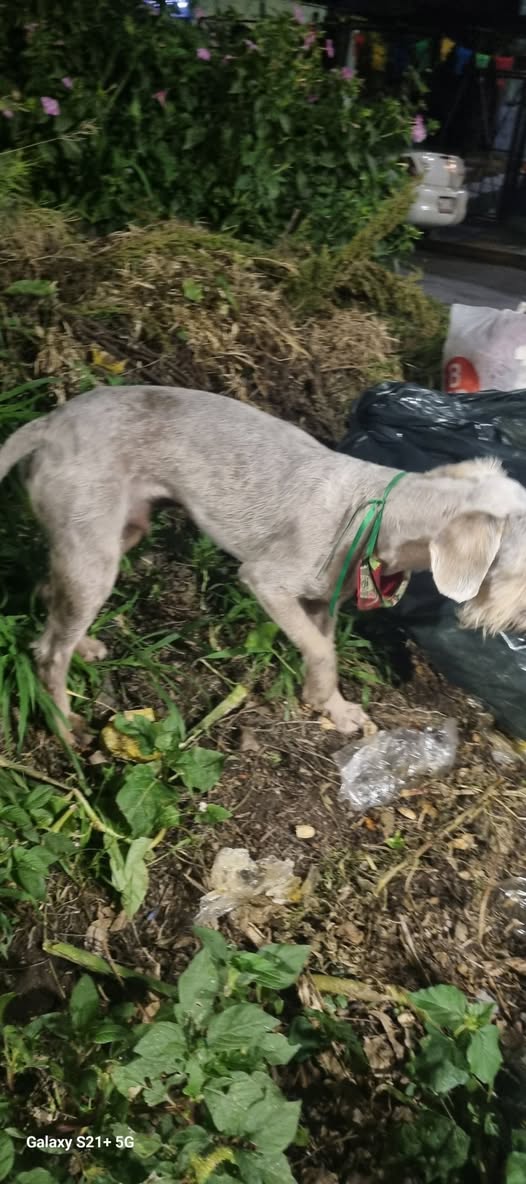 Foto del avistamiento de perro