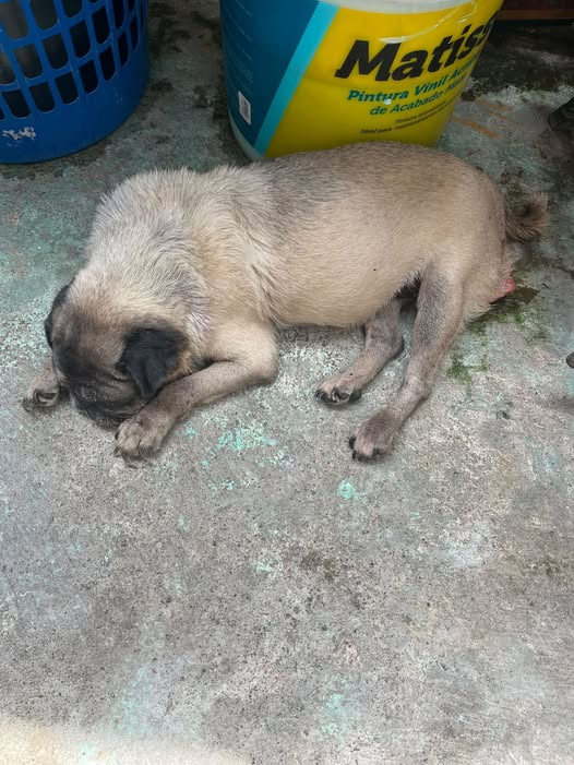 Foto del avistamiento de perro