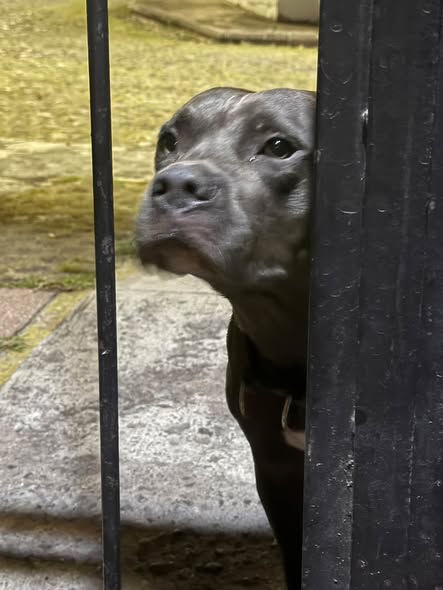 Dog sighting photo
