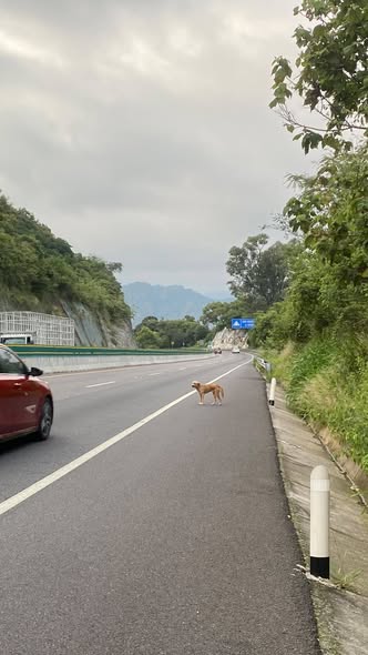 Foto del avistamiento de perro