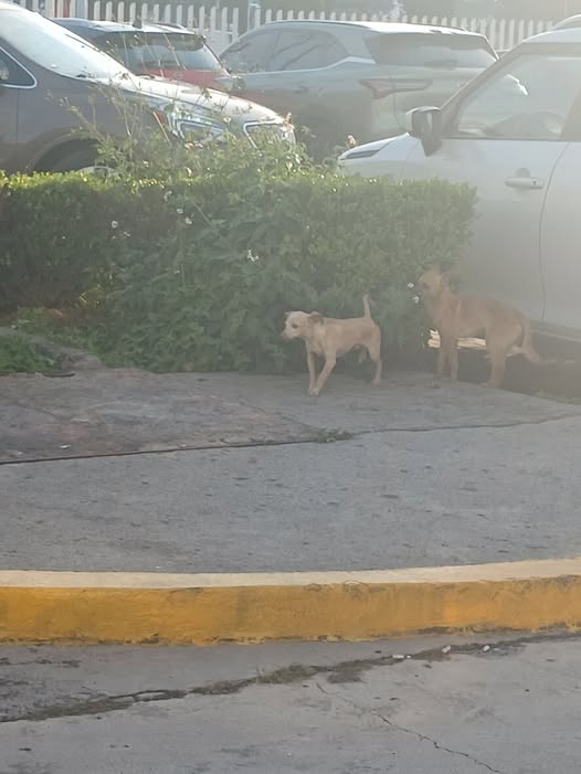 Foto del avistamiento de perro