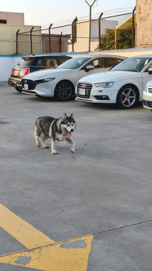 Dog sighting photo