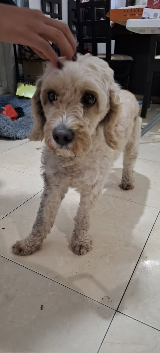 Foto del avistamiento de perro