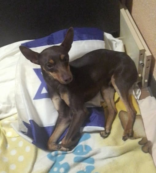 Dog sighting photo