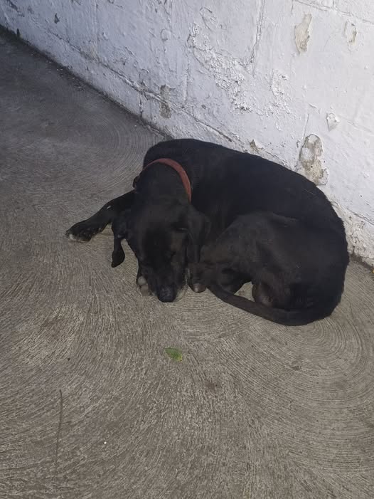 Foto del avistamiento de perro