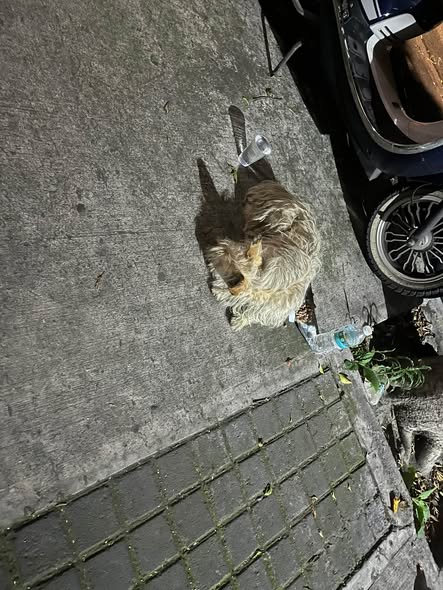 Foto del avistamiento de perro