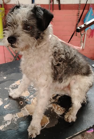 Foto del avistamiento de perro