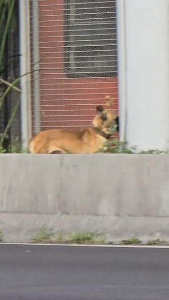 Dog sighting photo