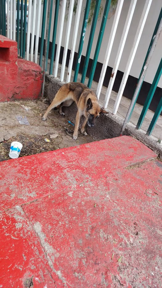 Foto del avistamiento de perro
