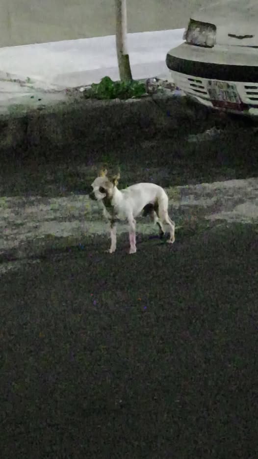 Foto del avistamiento de perro