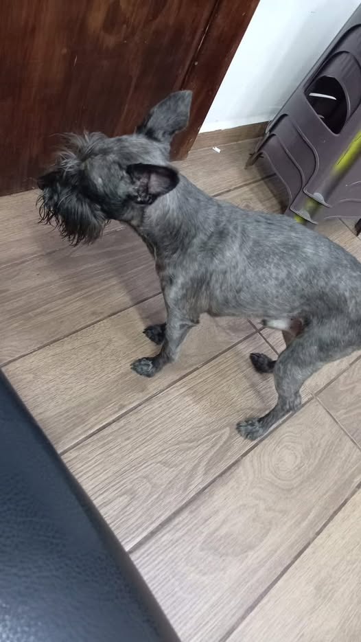 Dog sighting photo