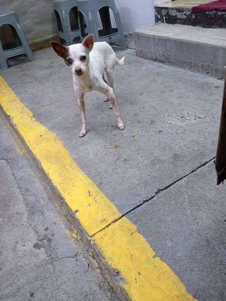 Dog sighting photo