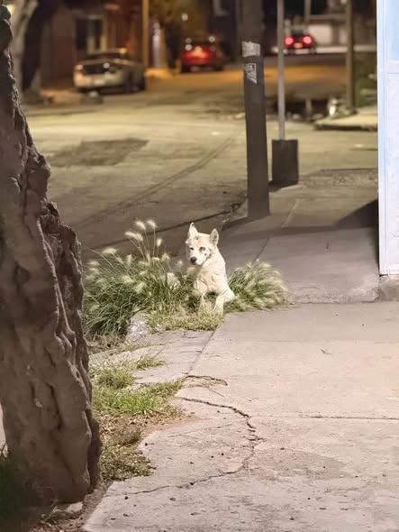 Dog sighting photo