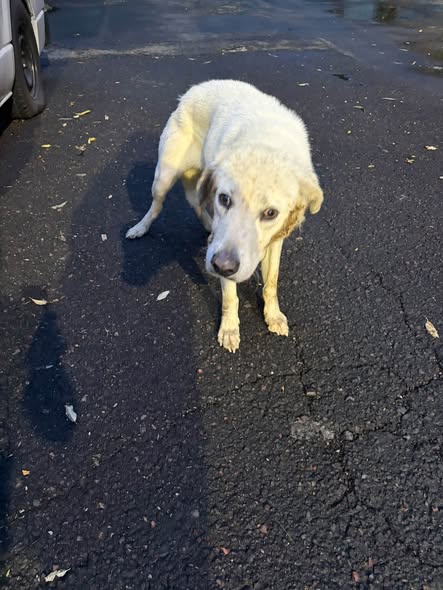 Foto del avistamiento de perro