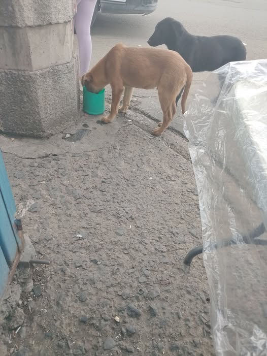 Foto del avistamiento de perro